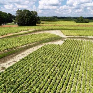 Photo of SOLD!!  26.8 Acres of Farm and Timber Land For Sale in Nash County NC!