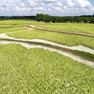 Photo of SOLD!!  26.8 Acres of Farm and Timber Land For Sale in Nash County NC!