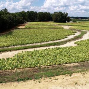 Photo of SOLD!!  26.8 Acres of Farm and Timber Land For Sale in Nash County NC!