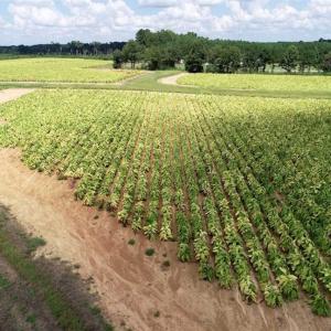 Photo of SOLD!!  26.8 Acres of Farm and Timber Land For Sale in Nash County NC!