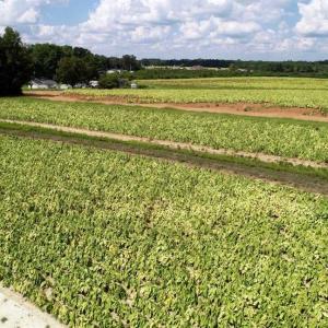 Photo of SOLD!!  26.8 Acres of Farm and Timber Land For Sale in Nash County NC!