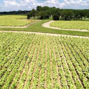 Photo of SOLD!!  26.8 Acres of Farm and Timber Land For Sale in Nash County NC!