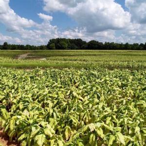 Photo of SOLD!  29.4 Acres of  Farm and Timber and For Sale in Nash County NC!