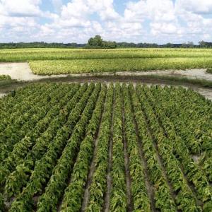 Photo of SOLD!  29.4 Acres of  Farm and Timber and For Sale in Nash County NC!