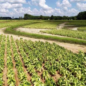 Photo of SOLD!  29.4 Acres of  Farm and Timber and For Sale in Nash County NC!