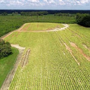 Photo of SOLD!  29.4 Acres of  Farm and Timber and For Sale in Nash County NC!