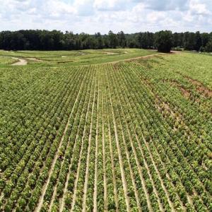Photo of SOLD!  29.4 Acres of  Farm and Timber and For Sale in Nash County NC!