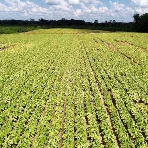 Photo of SOLD!  29.4 Acres of  Farm and Timber and For Sale in Nash County NC!