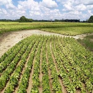 Photo of SOLD!  29.4 Acres of  Farm and Timber and For Sale in Nash County NC!