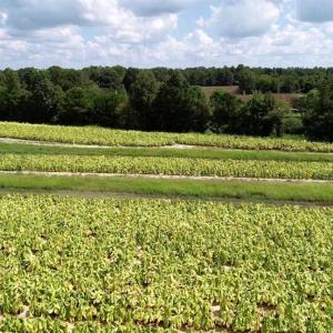 Photo of SOLD!  29.4 Acres of  Farm and Timber and For Sale in Nash County NC!
