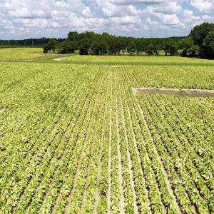 Photo of SOLD!  29.4 Acres of  Farm and Timber and For Sale in Nash County NC!