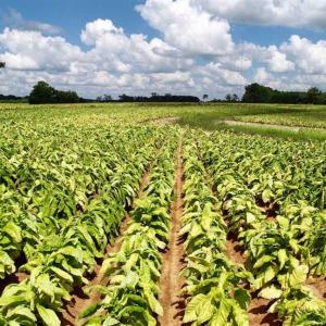 Photo of SOLD!  29.4 Acres of  Farm and Timber and For Sale in Nash County NC!