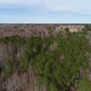 Photo of SOLD!!  115 Acres of Hunting Land For Sale in Robeson County NC!