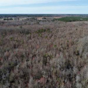 Photo of SOLD!!  115 Acres of Hunting Land For Sale in Robeson County NC!