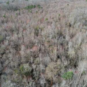 Photo of SOLD!!  115 Acres of Hunting Land For Sale in Robeson County NC!