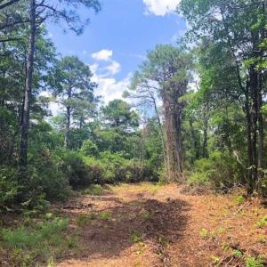 Photo of SOLD!!  120 Acres of Bear Hunting Land For Sale in Hyde County NC!