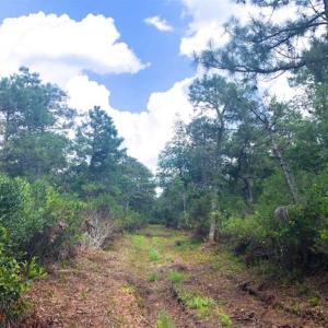 Photo of SOLD!!  120 Acres of Bear Hunting Land For Sale in Hyde County NC!