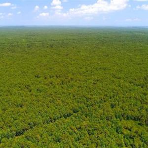 Photo of SOLD!!  120 Acres of Bear Hunting Land For Sale in Hyde County NC!