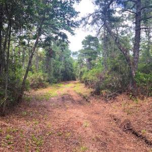 Photo of SOLD!!  120 Acres of Bear Hunting Land For Sale in Hyde County NC!