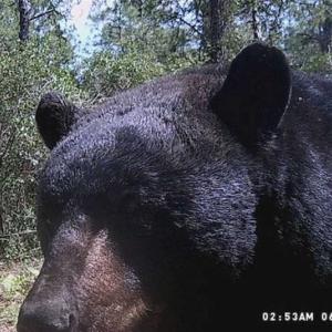 Photo of SOLD!!  120 Acres of Bear Hunting Land For Sale in Hyde County NC!
