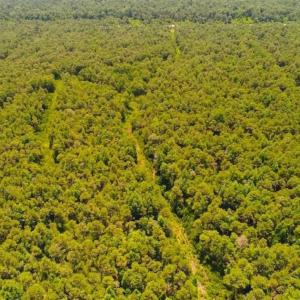 Photo of SOLD!!  120 Acres of Bear Hunting Land For Sale in Hyde County NC!