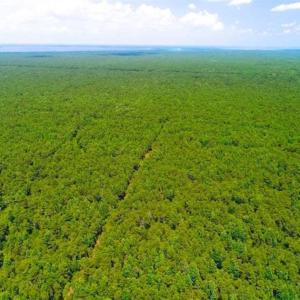 Photo of SOLD!!  120 Acres of Bear Hunting Land For Sale in Hyde County NC!