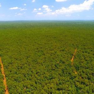 Photo of SOLD!!  120 Acres of Bear Hunting Land For Sale in Hyde County NC!