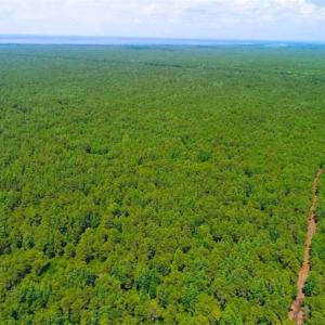 Photo of SOLD!!  120 Acres of Bear Hunting Land For Sale in Hyde County NC!