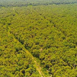 Photo of SOLD!!  120 Acres of Bear Hunting Land For Sale in Hyde County NC!