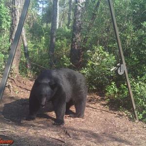 Photo of SOLD!!  120 Acres of Bear Hunting Land For Sale in Hyde County NC!