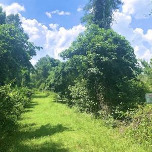 Photo of SOLD!!  120 Acres of Bear Hunting Land For Sale in Hyde County NC!