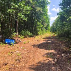 Photo of SOLD!!  120 Acres of Bear Hunting Land For Sale in Hyde County NC!
