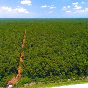 Photo of SOLD!!  120 Acres of Bear Hunting Land For Sale in Hyde County NC!