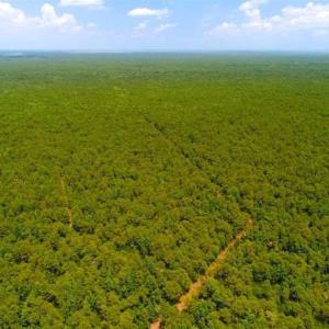 Photo of SOLD!!  120 Acres of Bear Hunting Land For Sale in Hyde County NC!