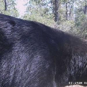 Photo of SOLD!!  120 Acres of Bear Hunting Land For Sale in Hyde County NC!