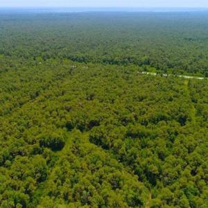 Photo of SOLD!!  120 Acres of Bear Hunting Land For Sale in Hyde County NC!