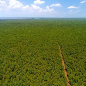 Photo of SOLD!!  120 Acres of Bear Hunting Land For Sale in Hyde County NC!