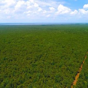 Photo of SOLD!!  120 Acres of Bear Hunting Land For Sale in Hyde County NC!