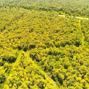 Photo of SOLD!!  120 Acres of Bear Hunting Land For Sale in Hyde County NC!