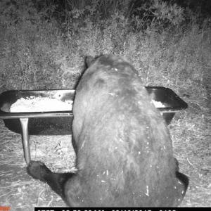 Photo of SOLD!!  120 Acres of Bear Hunting Land For Sale in Hyde County NC!