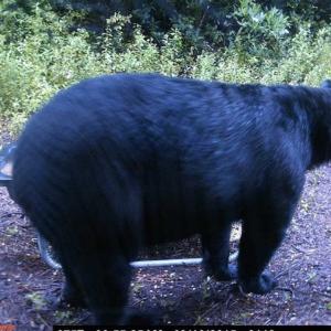 Photo of SOLD!!  120 Acres of Bear Hunting Land For Sale in Hyde County NC!