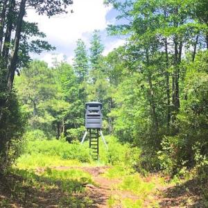Photo of SOLD!!  120 Acres of Bear Hunting Land For Sale in Hyde County NC!