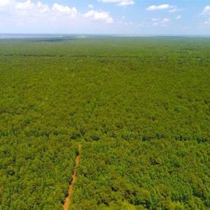 Photo of SOLD!!  120 Acres of Bear Hunting Land For Sale in Hyde County NC!