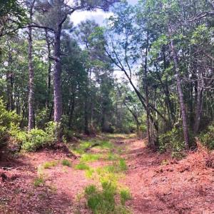 Photo of SOLD!!  120 Acres of Bear Hunting Land For Sale in Hyde County NC!