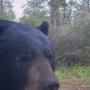 Photo of SOLD!!  120 Acres of Bear Hunting Land For Sale in Hyde County NC!
