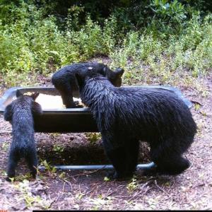 Photo of SOLD!!  120 Acres of Bear Hunting Land For Sale in Hyde County NC!