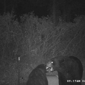 Photo of SOLD!!  120 Acres of Bear Hunting Land For Sale in Hyde County NC!