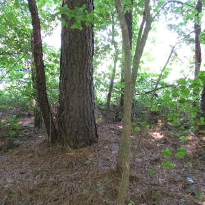 Photo of SOLD!!  3 Acres of Residential Land For Sale in Accomack County VA!