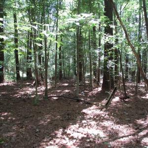 Photo of SOLD!!  3 Acres of Residential Land For Sale in Accomack County VA!