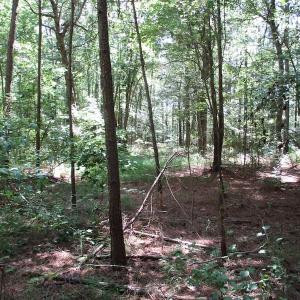 Photo of SOLD!!  3 Acres of Residential Land For Sale in Accomack County VA!